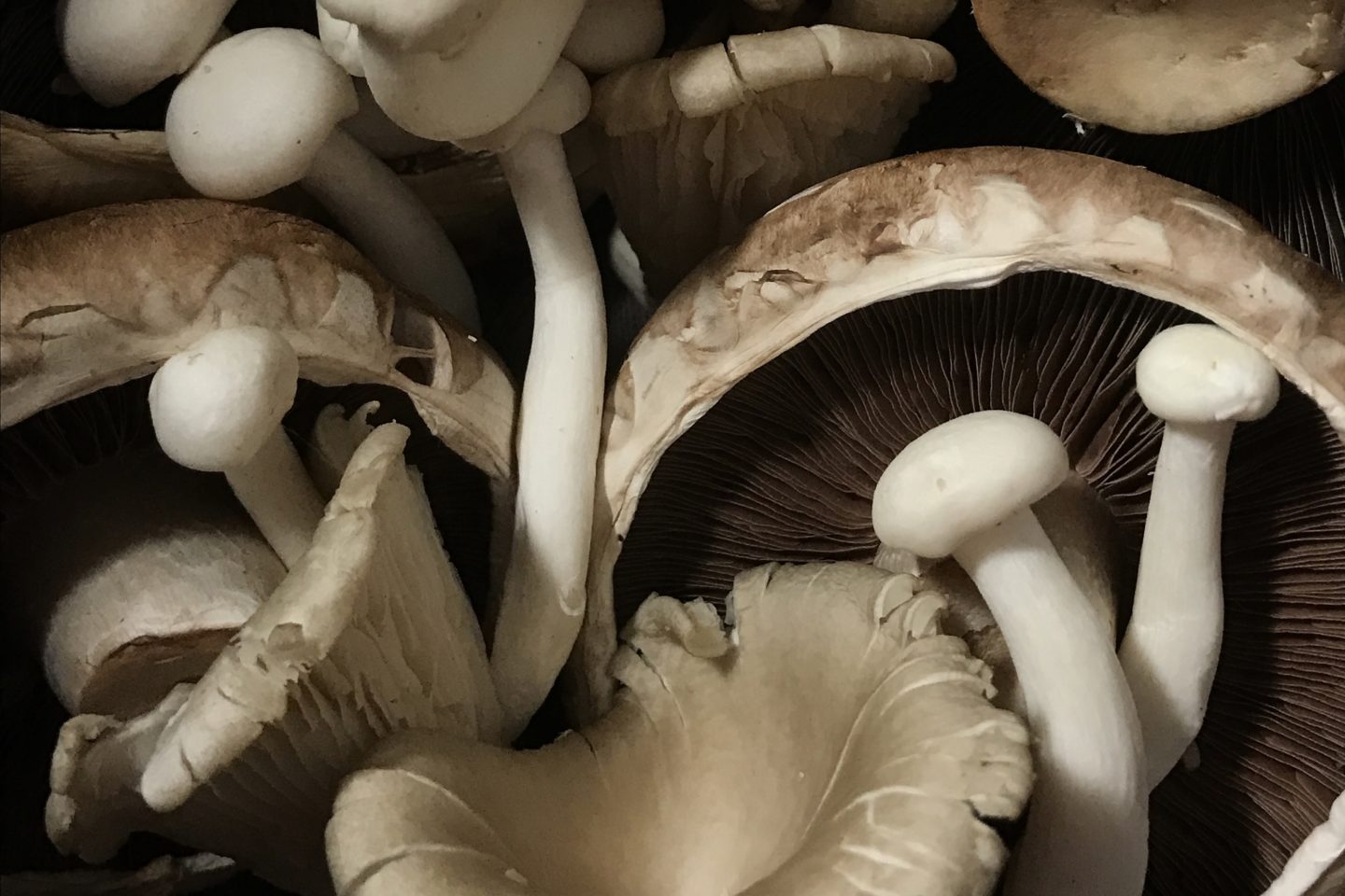 A pile of four varieties of edible mushrooms