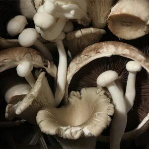 A pile of four varieties of edible mushrooms