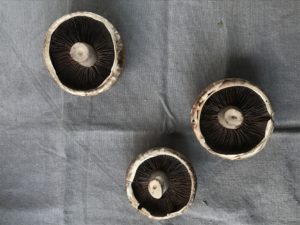 Three flat mushrooms on a crinkled background